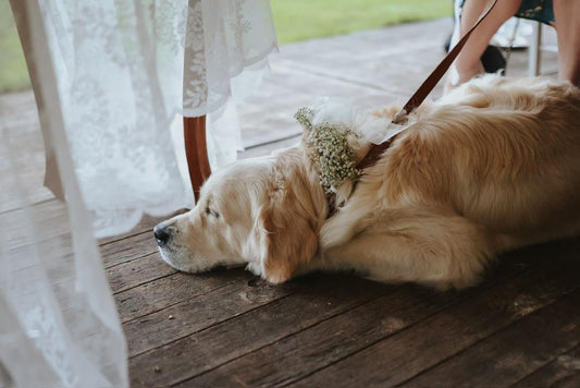 Een vierpotige getuige: Een hond op de bruiloft