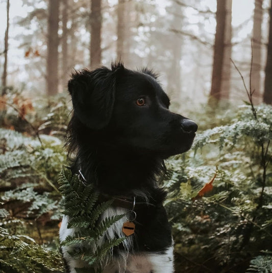 Ontmoet Friese Stabij Fedde