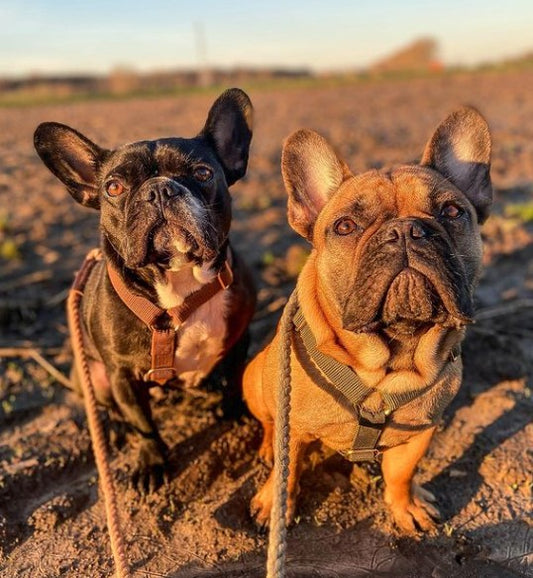 Ontmoet Frenchies Gaston & Julien