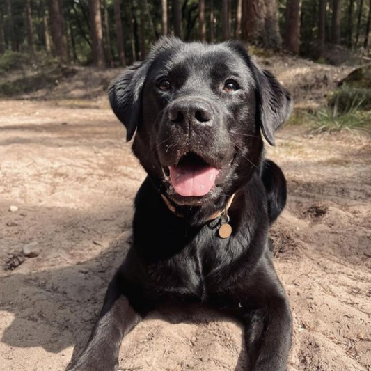 Ontmoet Ginny de labrador