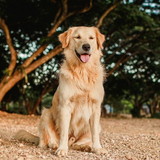 De beste halsband voor een golden retriever