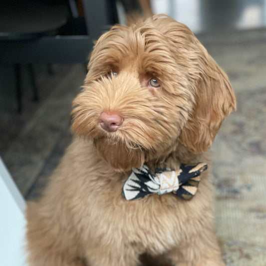 Ontmoet James (a.k.a. Mister James Hond)