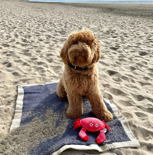 6 tips voor een fantastische zomer met je hond