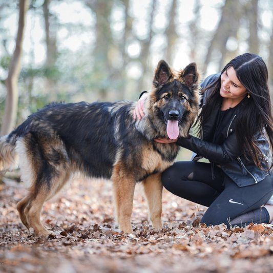 Ontmoet Langstokhaar Duitse Herder Storm