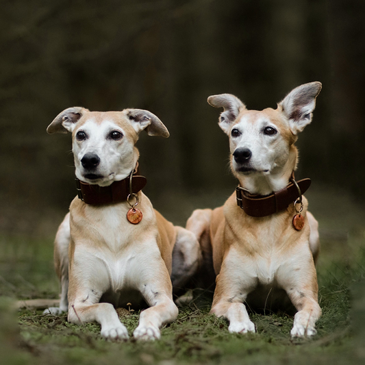 Ontmoet Whippets Zoey & Lara