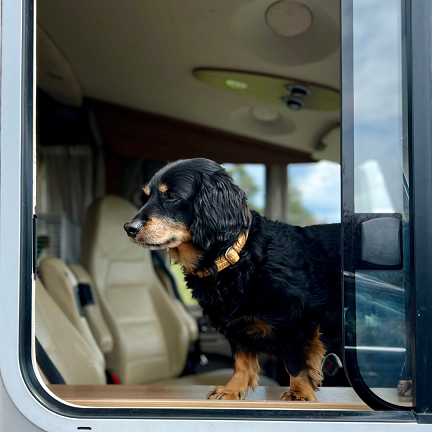 Ontmoet Teckel Dibbes