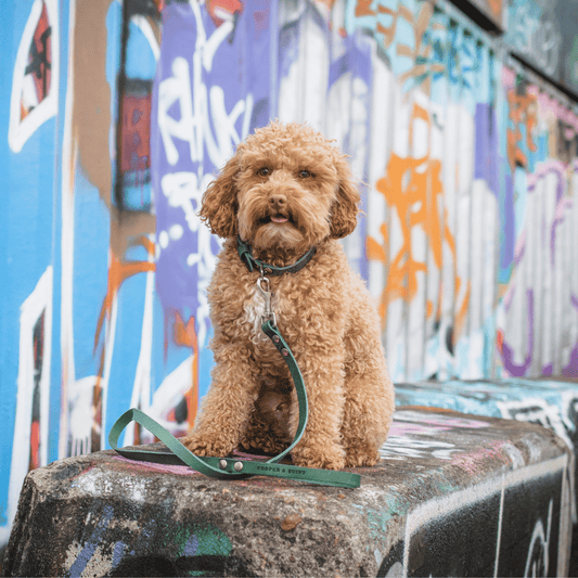 Ontmoet Bodhi de Poedel