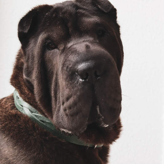 Ontmoet Richie de Shar-pei