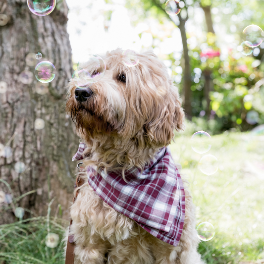 Tips voor knopen bandana bij hond