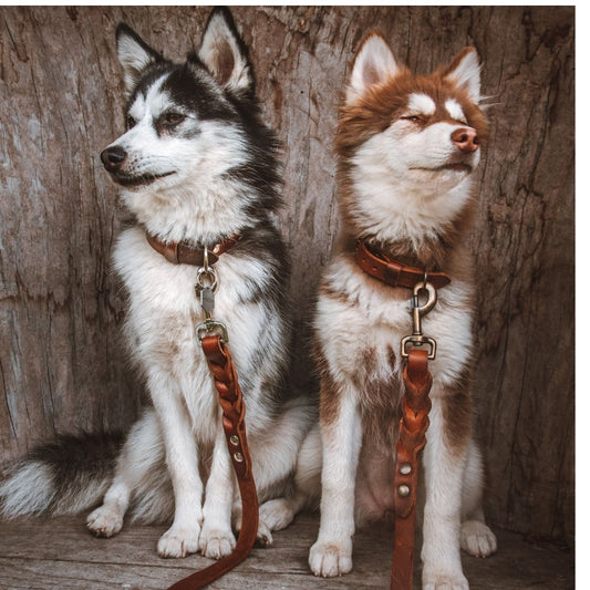 De beste halsband voor een Pomsky