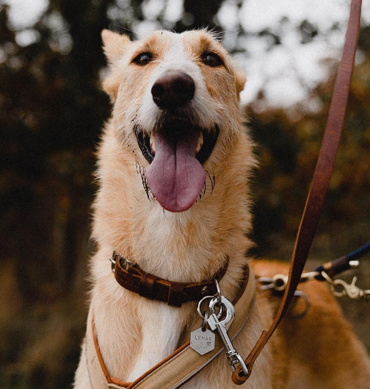Ontmoet Podenco Lemar
