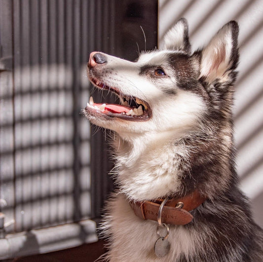 Ontmoet Puck de Pomsky