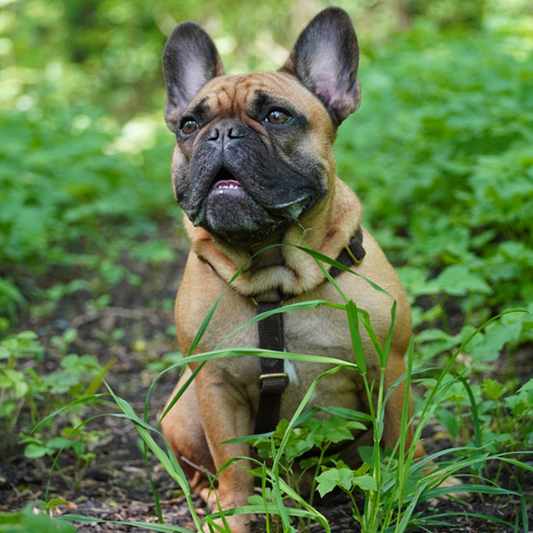 De complete gids voor de beste puppy tuigjes