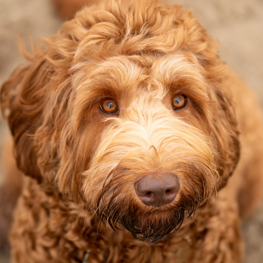 Ontmoet Job The Cobberdog