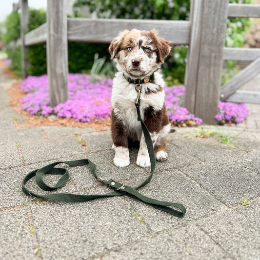 Een duurzame start: Hoe je je puppy milieubewust opvoedt