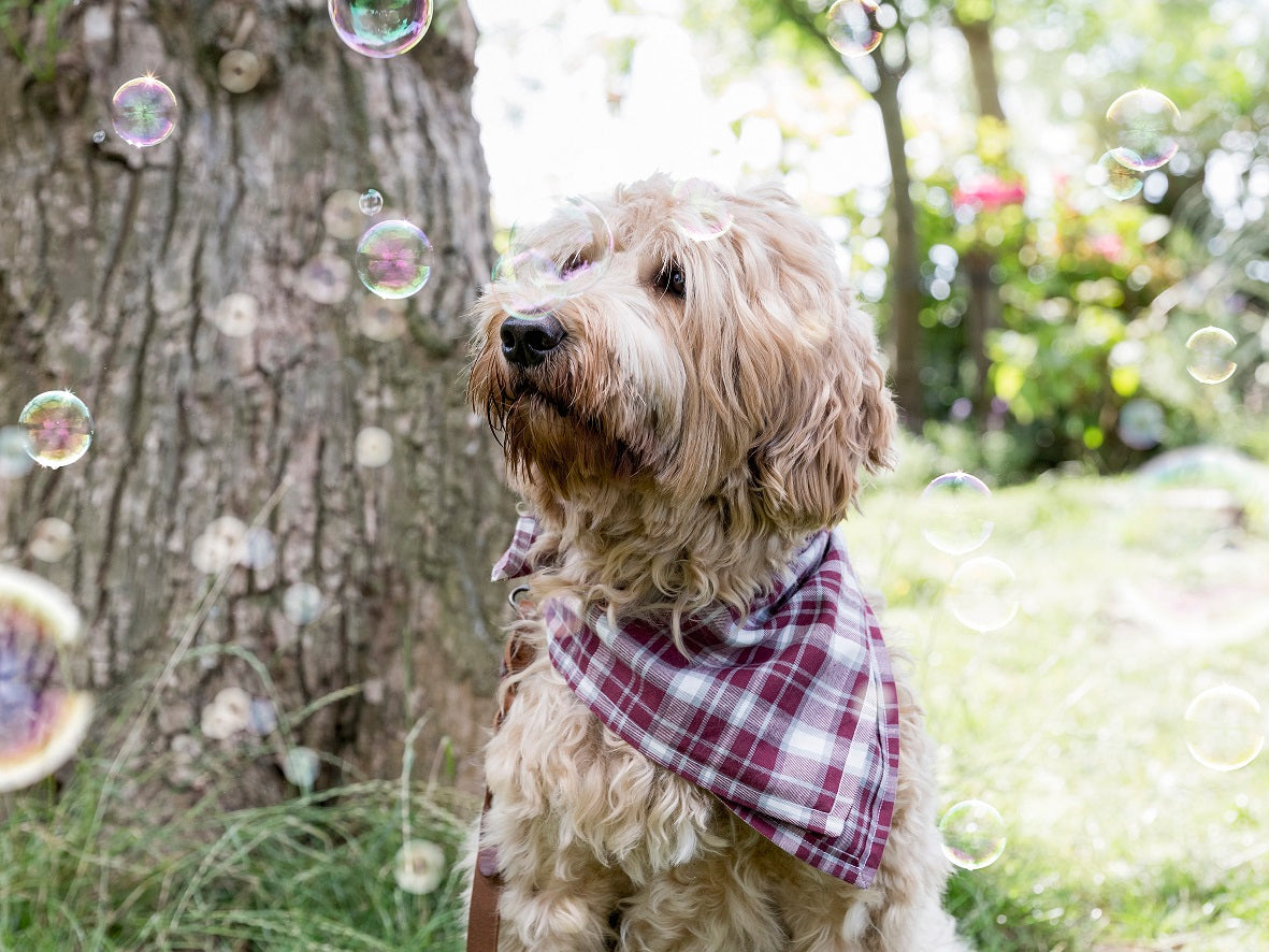 Bandana hond