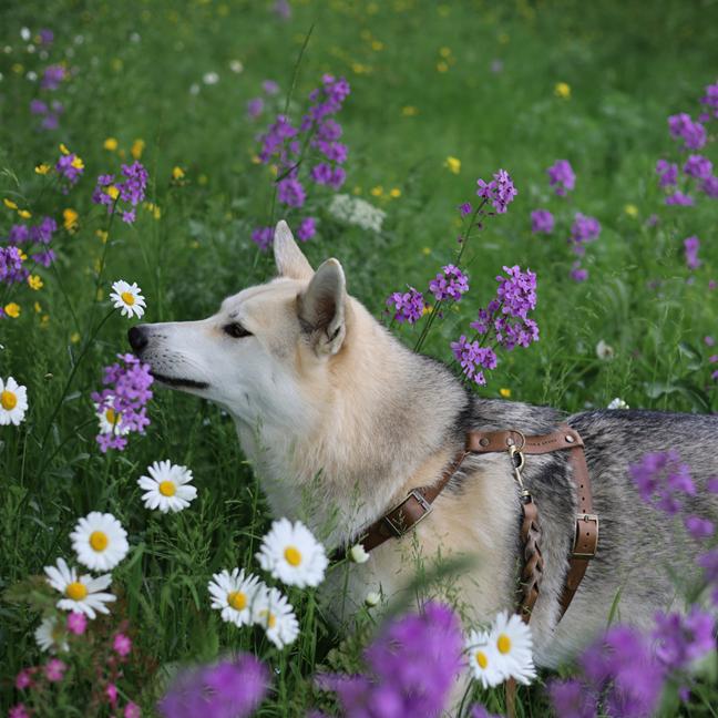 Wandelaccessoires