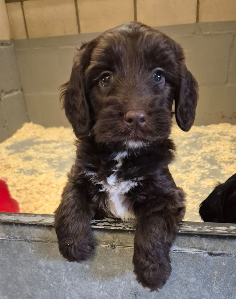 Puppy