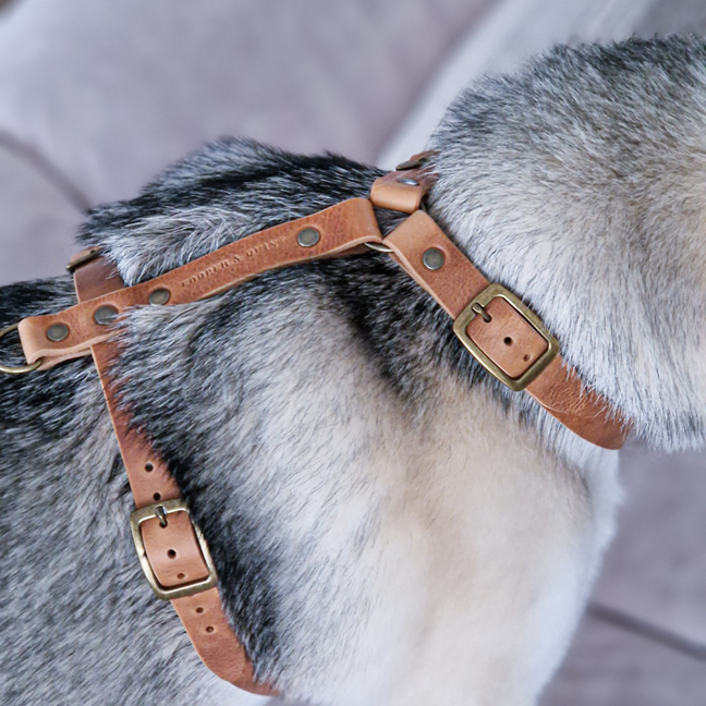 Y-Tuig Hond