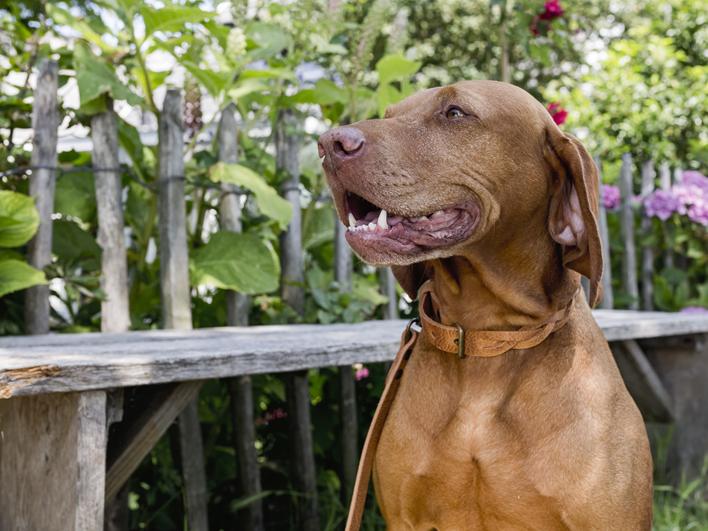 Halsband hond