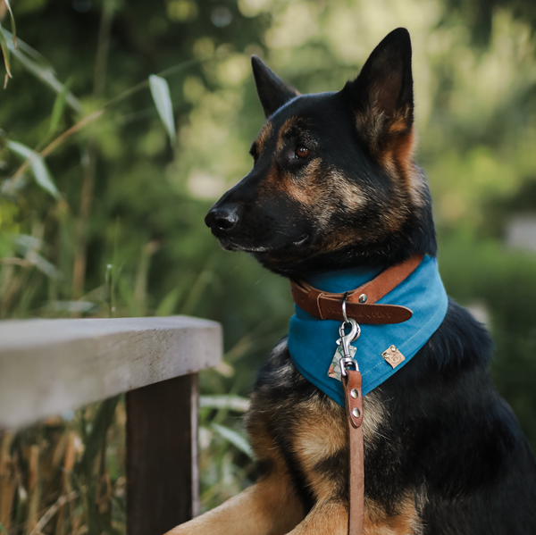 Bandana Hond Koningsblauw