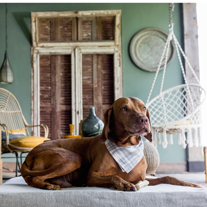Honden Bandana Tie & Go Cloud - Cooper & Quint