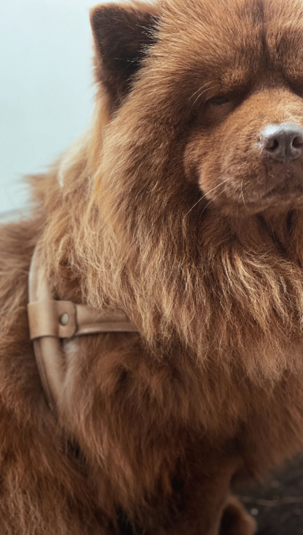 Chow Chow Leren Tuig