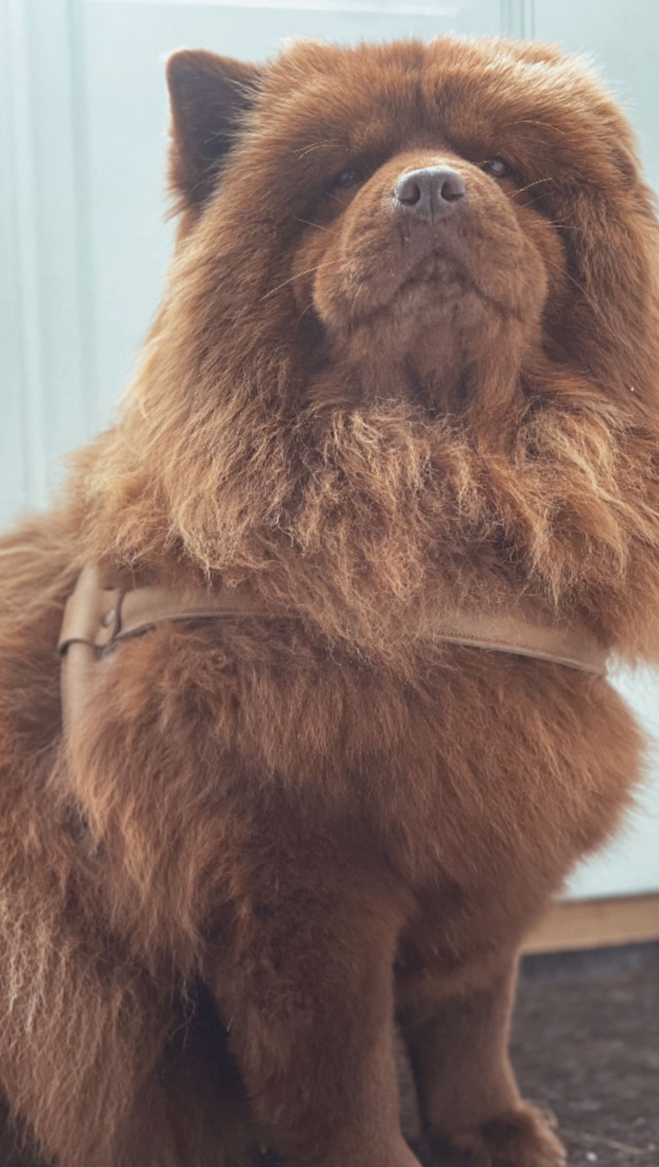 Chow Chow Leren Tuig