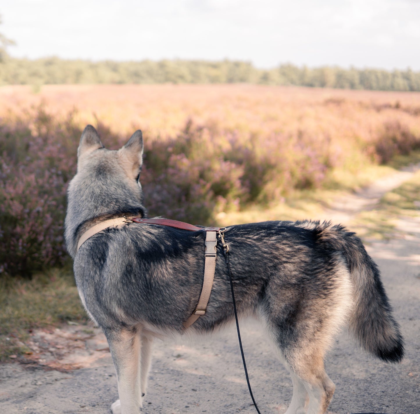 DRIFT | Leren Sleeplijn