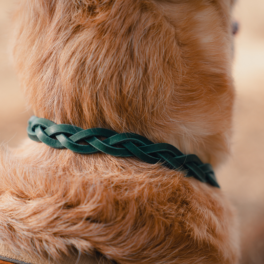 ID Halsband | Groen
