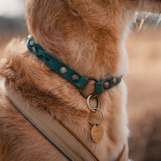 ID Halsband | Groen