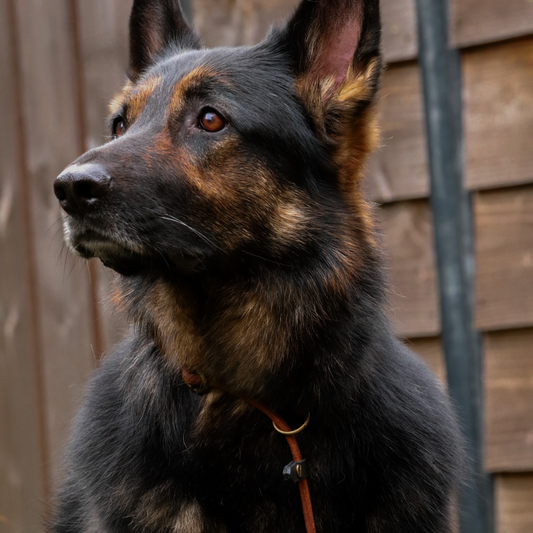 Sliplijn | Gerold Leer | 180 cm - Cooper & Quint