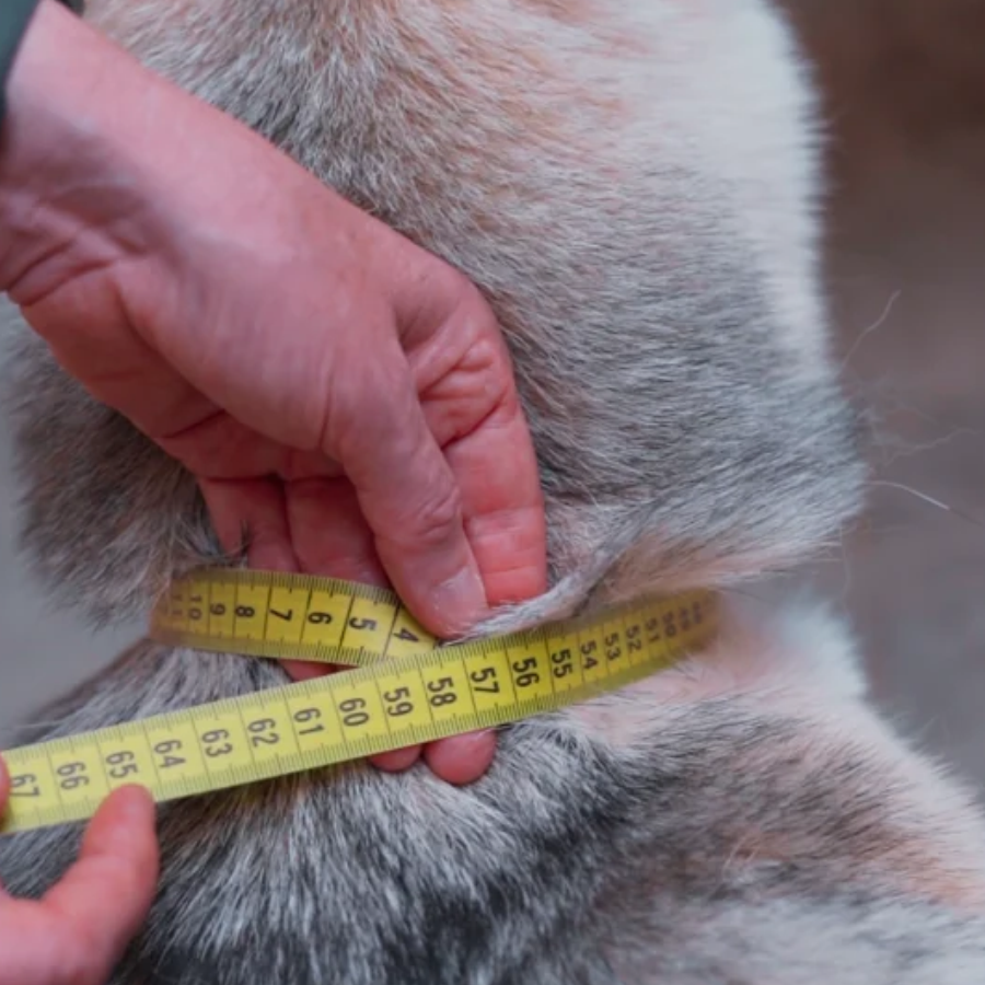 Meet- en adviesafspraak voor je hond
