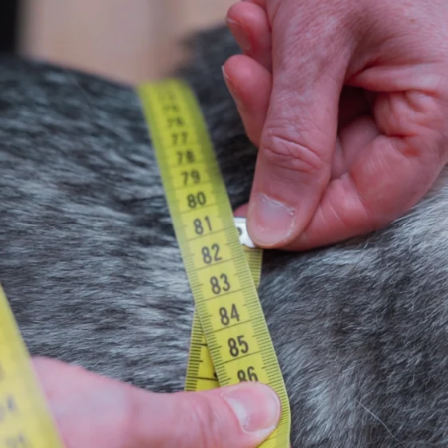 Meet- en adviesafspraak voor je hond