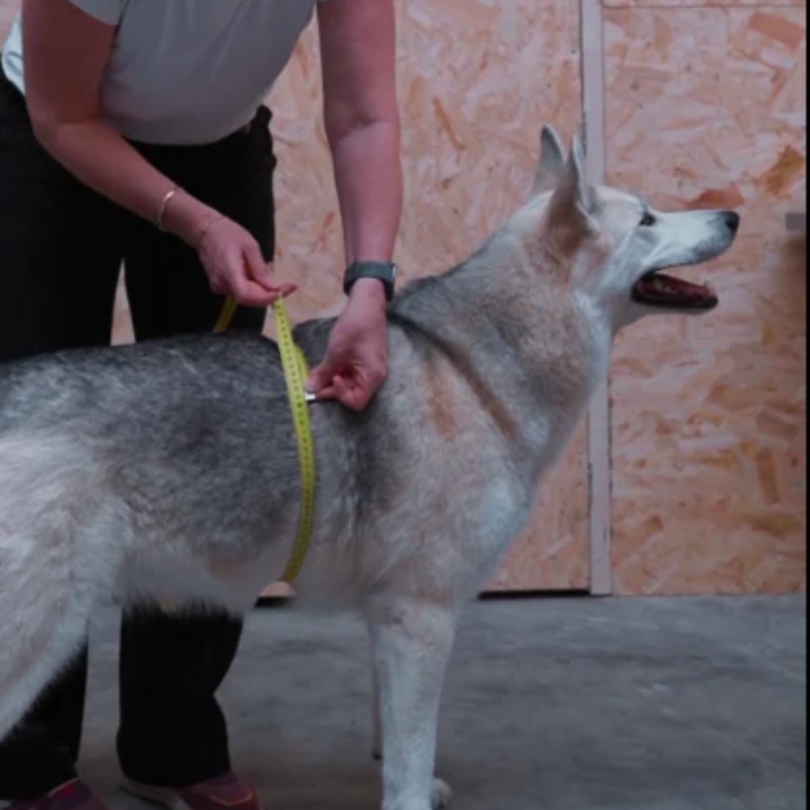 Meet- en adviesafspraak voor je hond