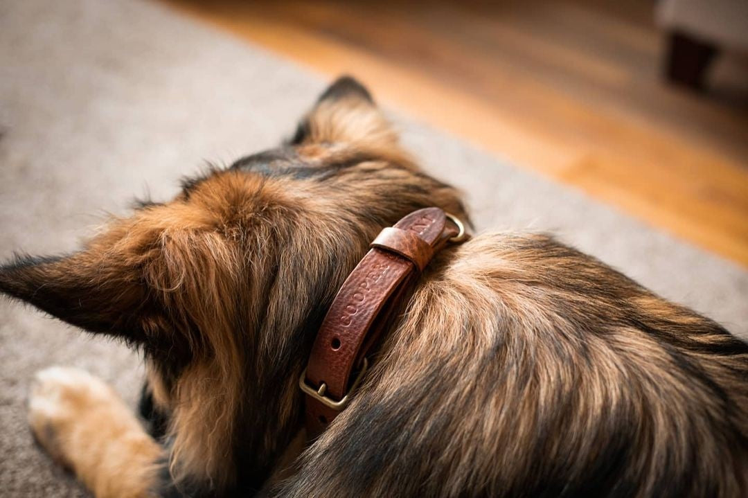 No Fuss Halsband Hond Leer Bruin - Cooper & Quint