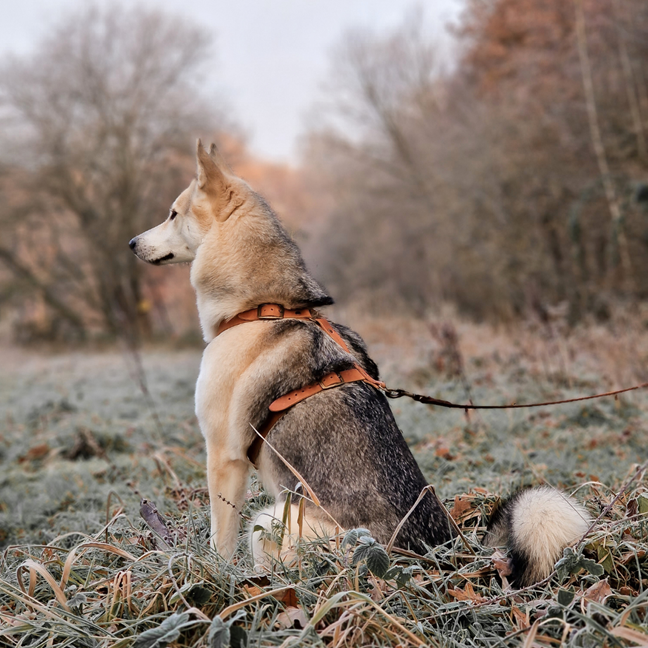 No Fuss Y-Tuig Hond Leer | Camel (cognac)