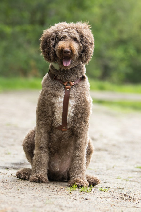 No Fuss Y-Tuig Hond Leer | Bruin - Cooper & Quint