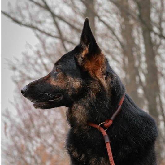 Sliplijn Verstelbaar | Limited Edition Bruin - Cooper & Quint