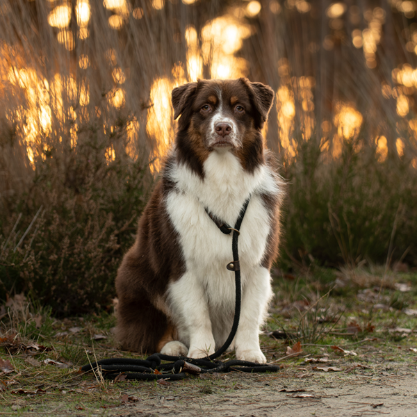 Sliplijn Verstelbaar | Zwart - Cooper & Quint