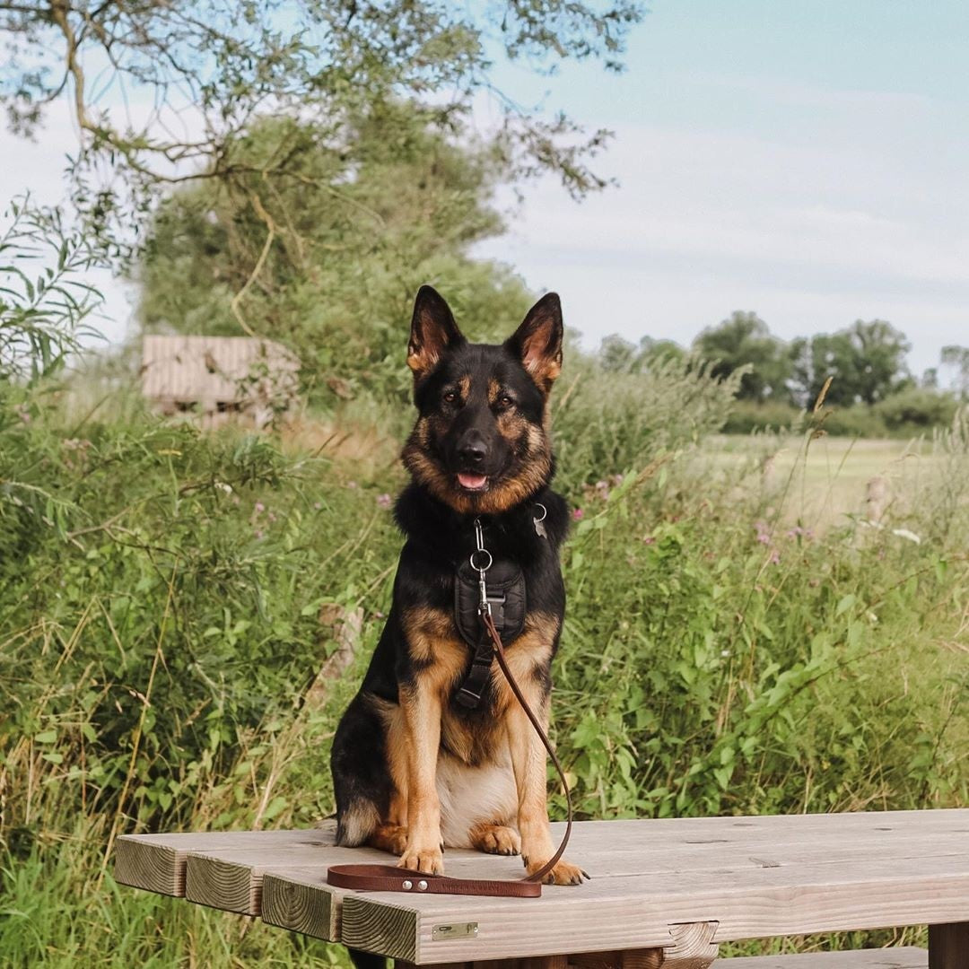 No Fuss Hondenriem Bruin - Cooper & Quint