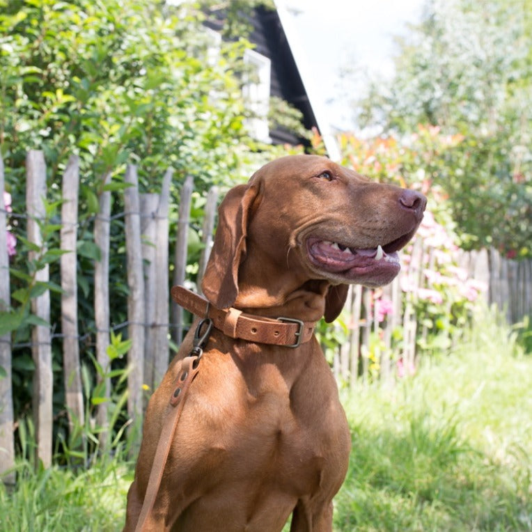 No Fuss Halsband Hond Leer Camel - Cooper & Quint