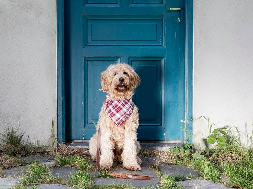 Tie & Go Bandana Rose - Cooper & Quint