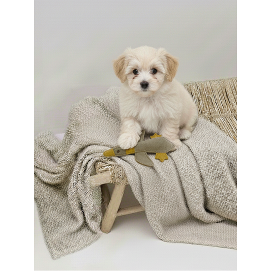 Hondenspeelgoed van leer | Kleine eend