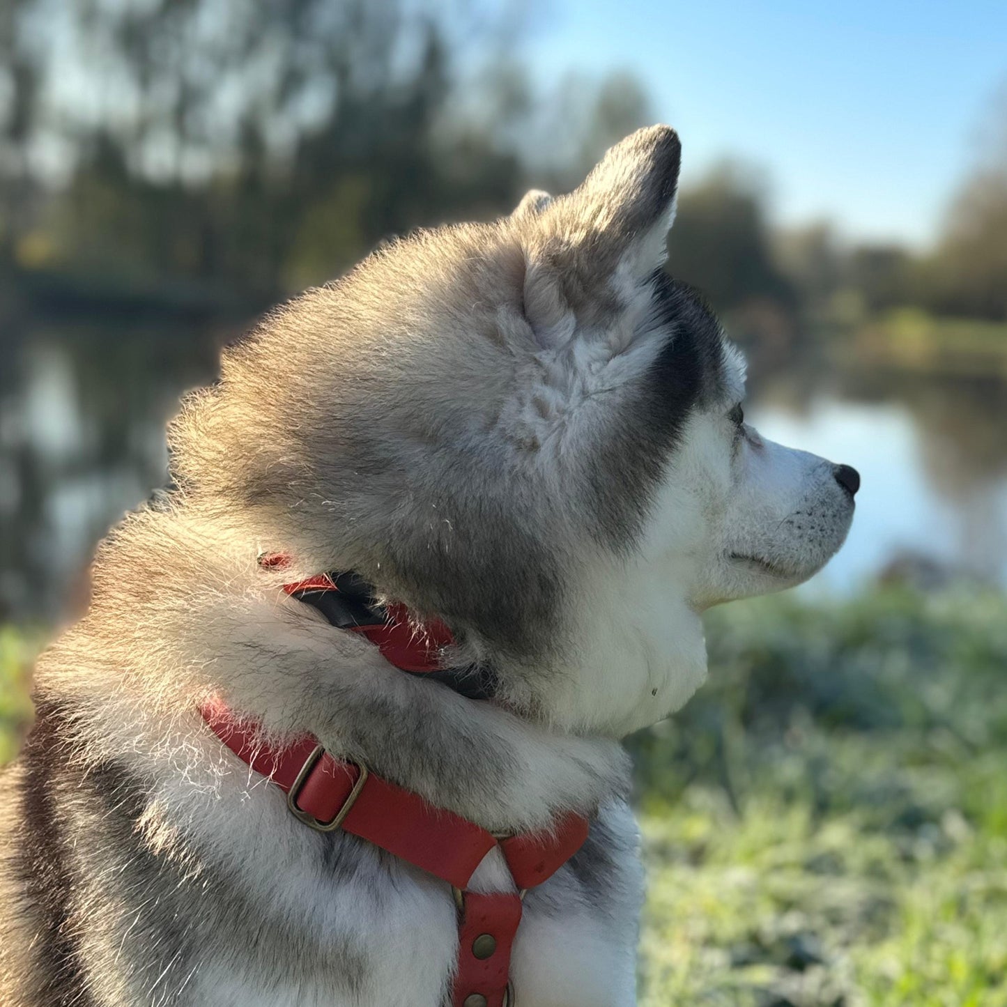 Designed by Bailey | Scarlet Black Double Twist Halsband - Cooper & Quint