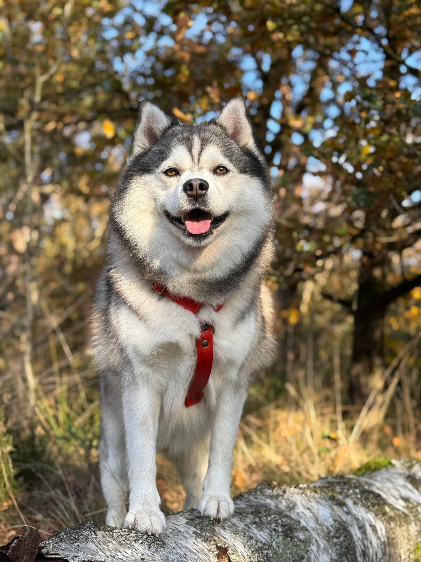 No Fuss Y-Tuig Hond Leer | Limited Edition Scarlet Red - Cooper & Quint