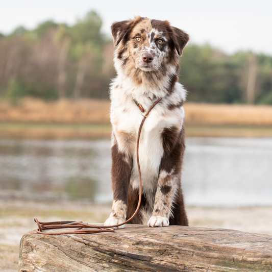 Sliplijn | Gerold Leer | 180 cm - Cooper & Quint