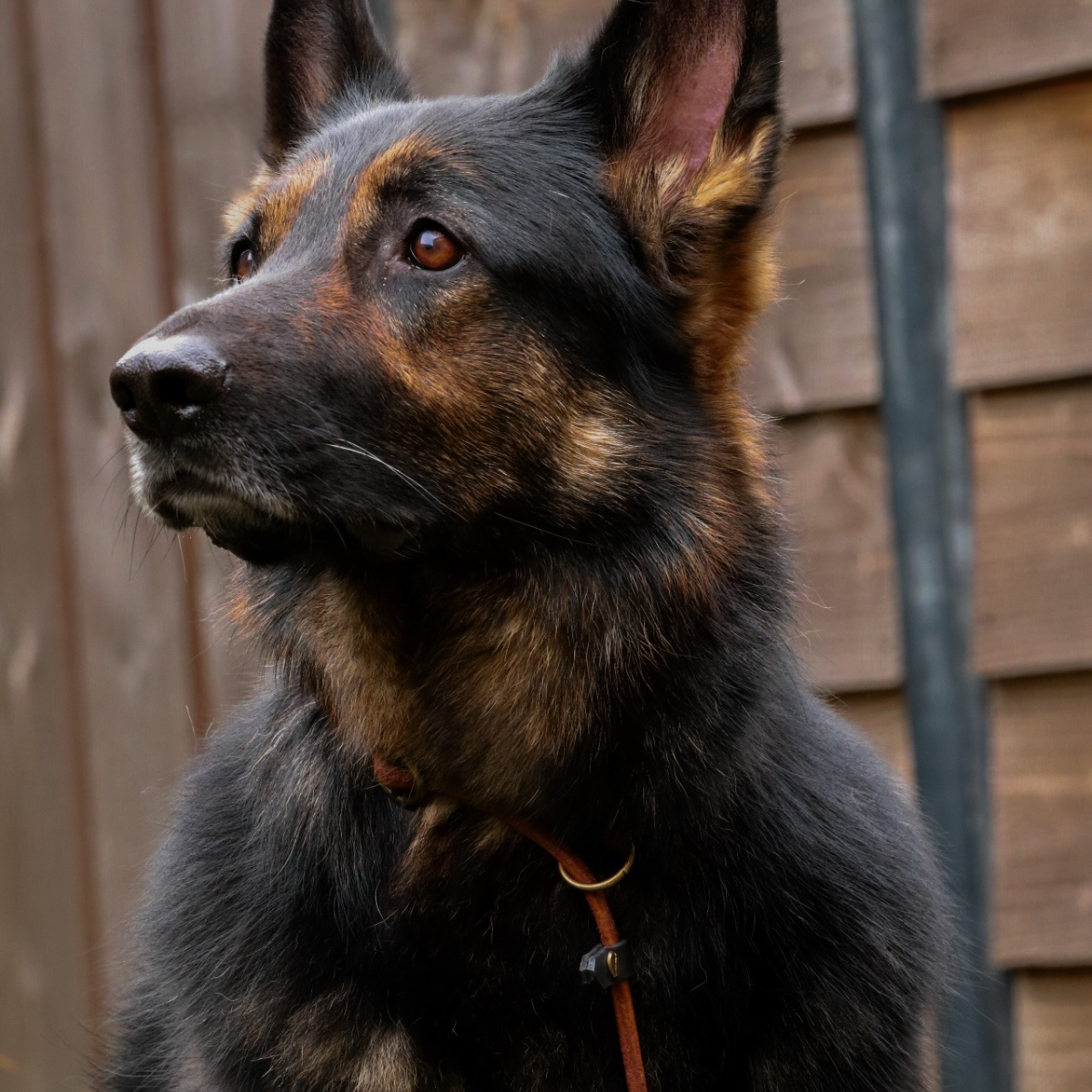 Sliplijn | Gerold Leer | 180 cm - Cooper & Quint