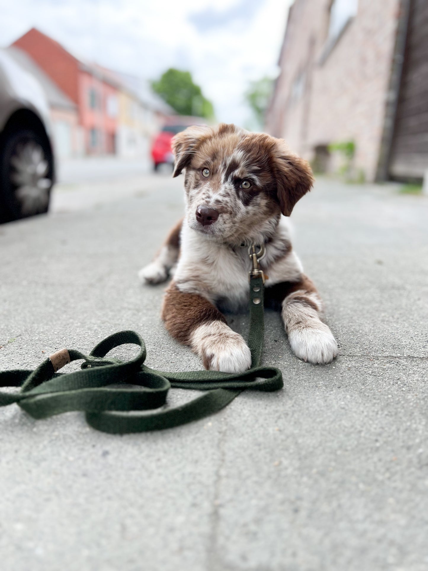 Simply Hemp Dog Leash | Forest Green