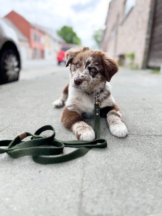 Simply Hemp Dog Leash | Forest Green